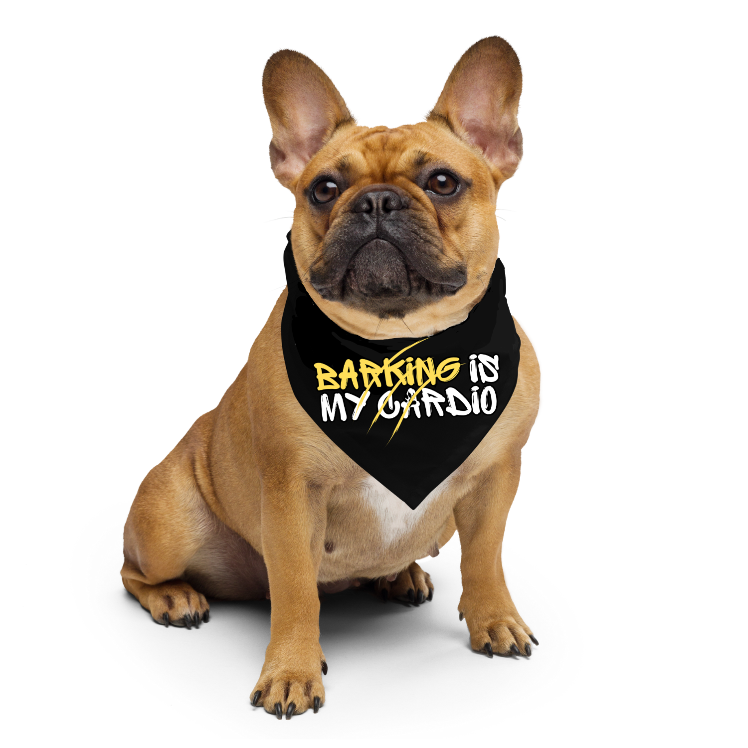 Bully dog wearing a 'Barking is My Cardio' bandana, showcasing a playful and stylish look.