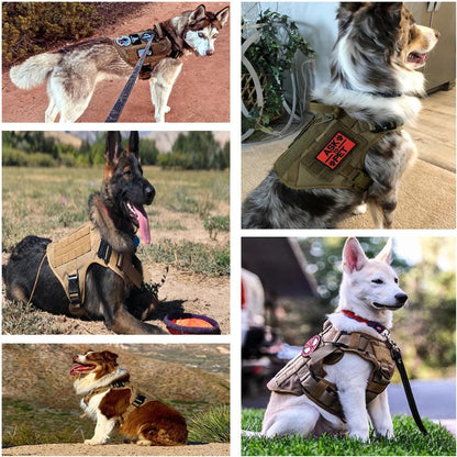 dogs wearing Army harness for dogs