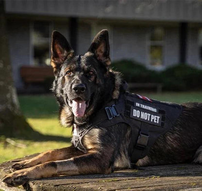 big dog wearing black Army harness